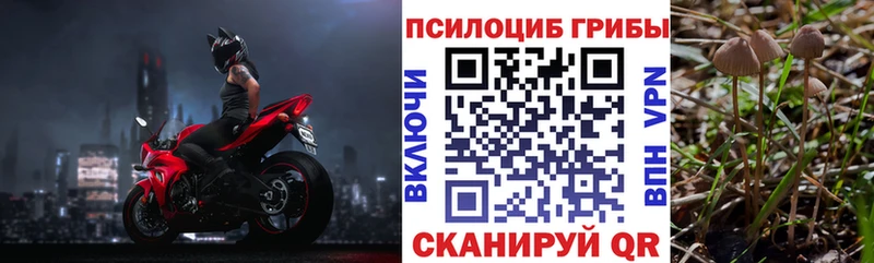 купить   Ртищево  Псилоцибиновые грибы Magic Shrooms 